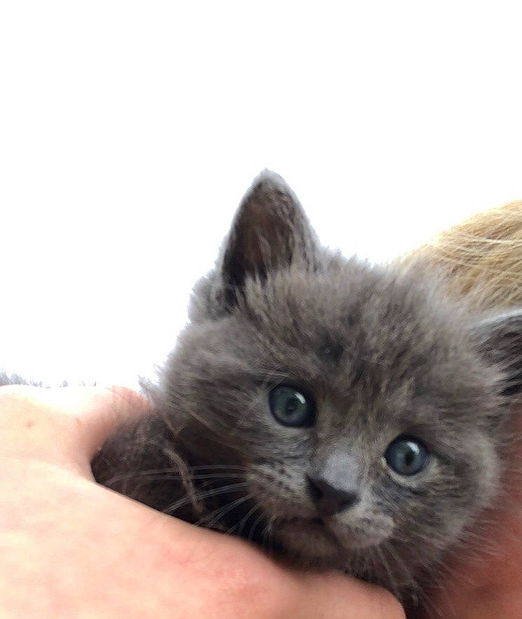 Gribouille participe au concours pour gagner de l'argent avec cette photo : british_longhair, carnivore, cat, claw, comfort, domestic_short_haired_cat, fawn, felidae, fur, paw, scottish_fold, small_to_medium_sized_cats, snout, terrestrial_animal, whiskers