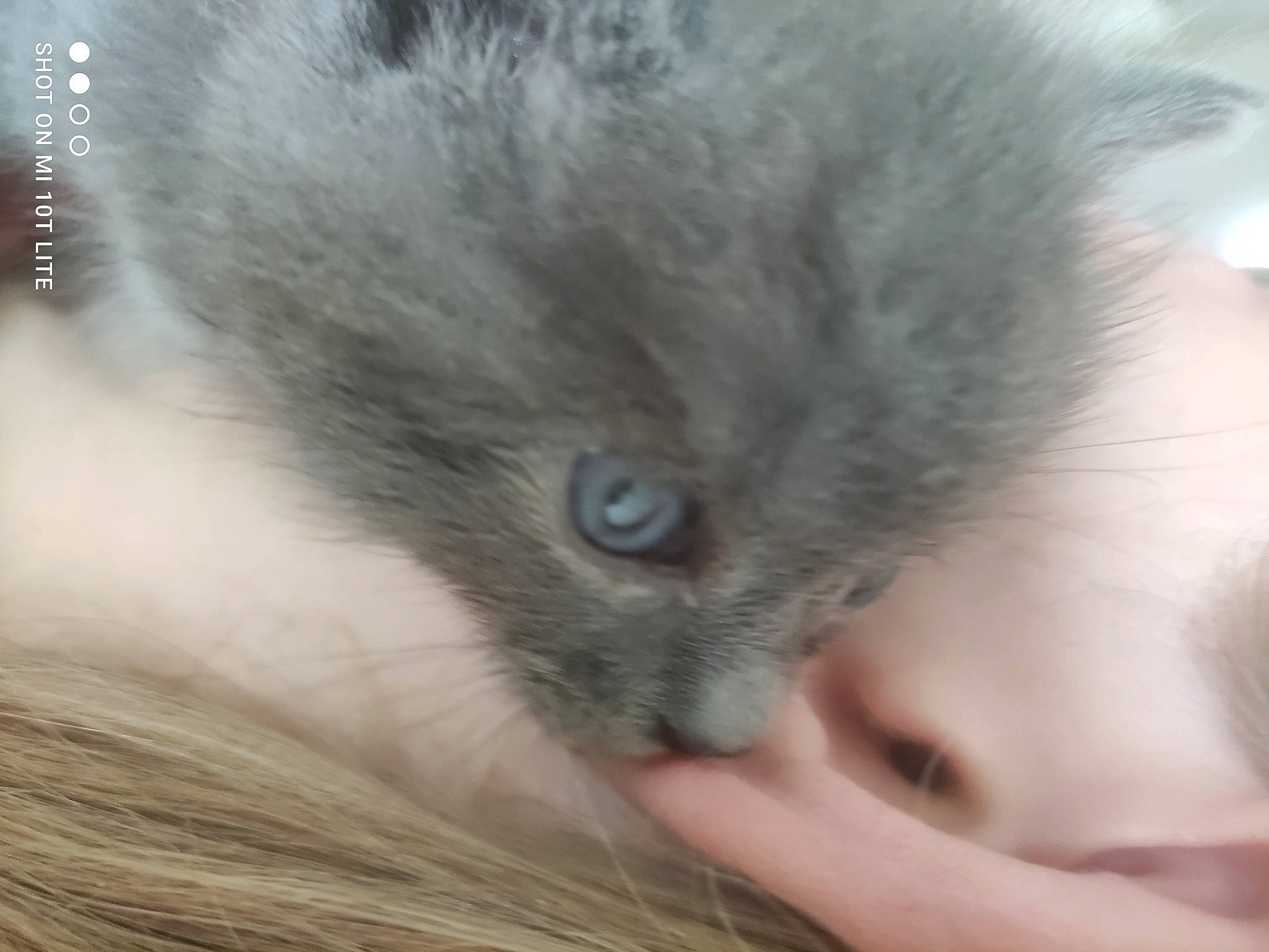 Gribouille a rejoint le concours — aidez-le/la à gagner de superbes lots ! beard, british_longhair, carnivore, cat, claw, domestic_short_haired_cat, eyelash, felidae, fur, gesture, hair, iris, nose, paw, ragdoll, russian_blue, small_to_medium_sized_cats, snout, terrestrial_animal, whiskers