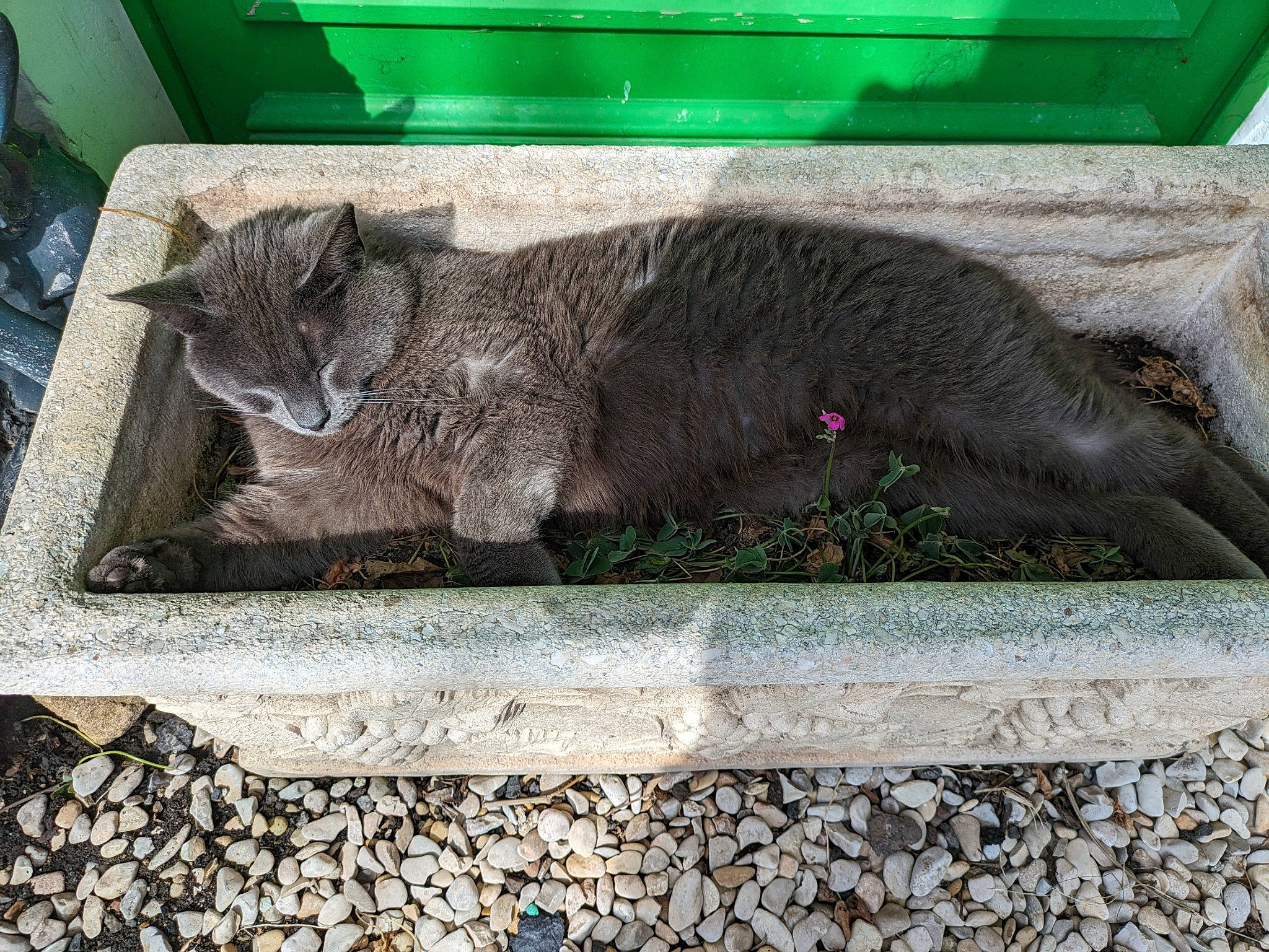 Gribouille participe au concours pour gagner de l'argent avec cette photo : black_cat, carnivore, cat, claw, cobblestone, concrete, domestic_short_haired_cat, felidae, fur, grey, plant, rectangle, road_surface, small_to_medium_sized_cats, snout, tail, terrestrial_animal, whiskers, window, wood