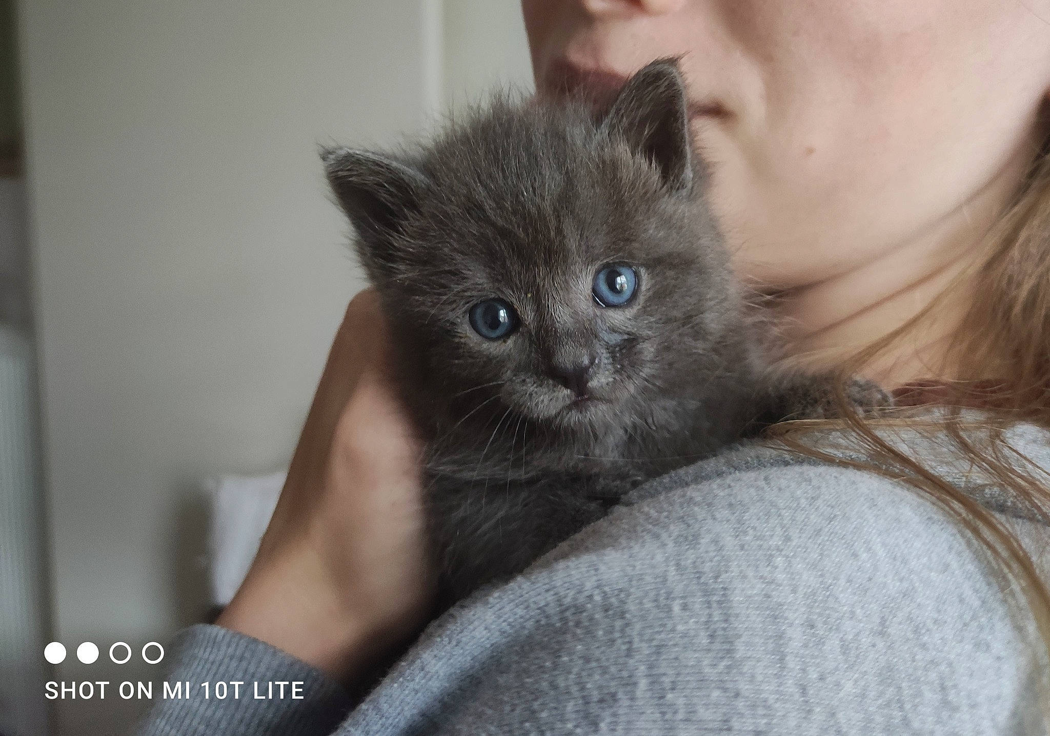 Gribouille a rejoint le concours — aidez-le/la à gagner de superbes lots ! bed, carnivore, cat, chartreux, claw, comfort, couch, domestic_short_haired_cat, ear, fawn, felidae, fur, gesture, grey, paw, sitting, small_to_medium_sized_cats, snout, tail, whiskers