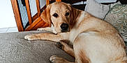 Appy a rejoint le concours — aidez-le/la à gagner de superbes lots ! dog, labrador, pet, indoor, couch, stairs, wood, pillows, relaxed, brown, fur, animal, canine, home, resting, looking, comfortable, cozy, living_room, portrait