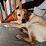 animal, brown, canine, comfortable, couch, cozy, dog, fur, home, indoor, labrador, living_room, looking, pet, pillows, portrait, relaxed, resting, stairs, wood