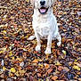 Appy a rejoint le concours — aidez-le/la à gagner de superbes lots ! dog, labrador_retriever, animal, pet, autumn, fall_leaves, forest, outdoor, nature, smiling, happy, sitting, path, leaf_litter, brown, yellow, orange, canine, mammal, seasonal