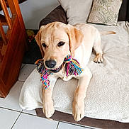 Appy a rejoint le concours — aidez-le/la à gagner de superbes lots ! dog, puppy, golden_retriever, toy, rope_toy, couch, blanket, indoor, pet, playful, fur, animal, canine, cute, young, home, relaxed, chewing, white_tile_floor, pillow