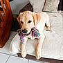 animal, blanket, canine, chewing, couch, cute, dog, fur, golden_retriever, home, indoor, pet, pillow, playful, puppy, relaxed, rope_toy, toy, white_tile_floor, young
