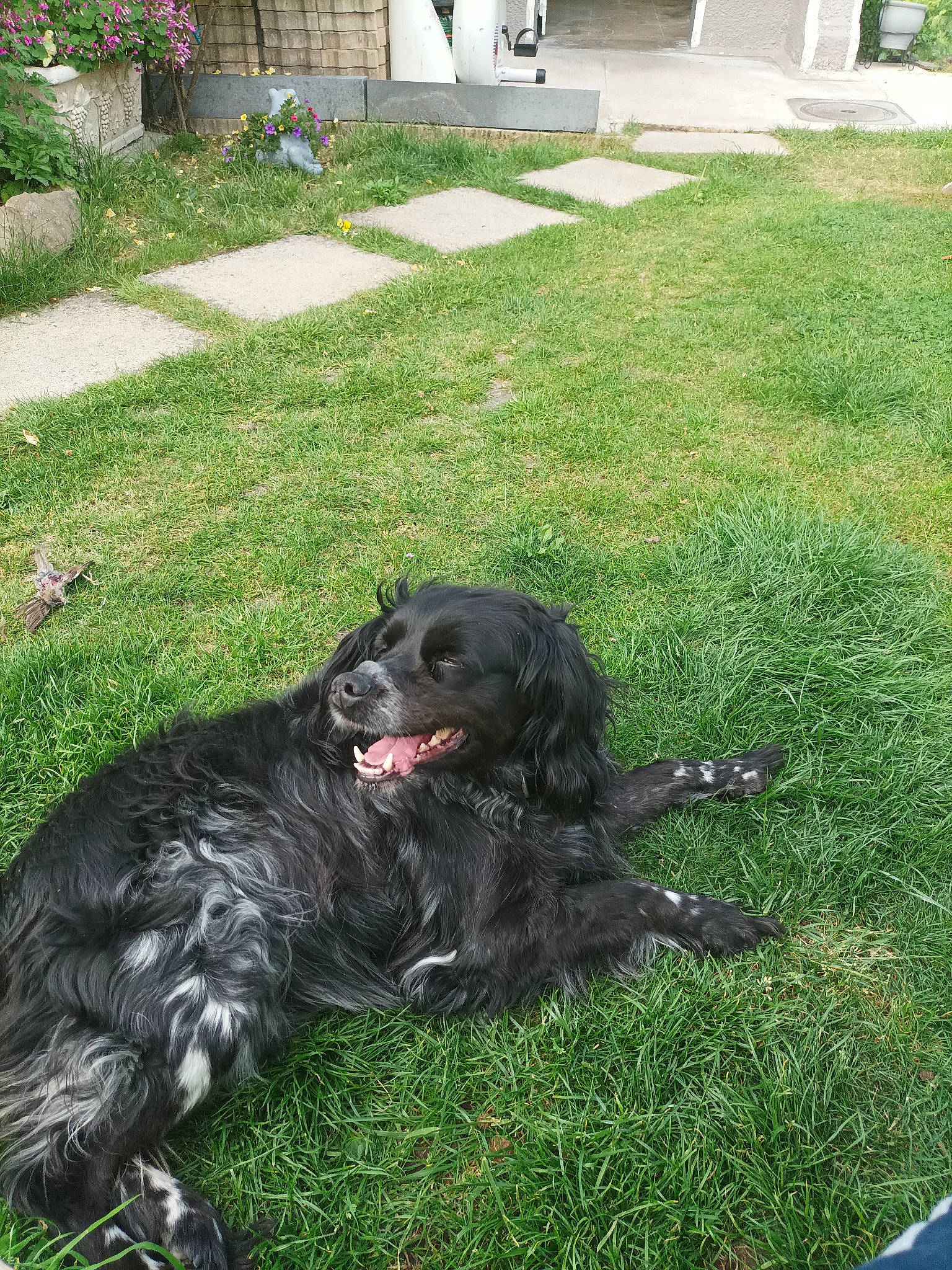 Nina participe au concours pour gagner de l'argent avec cette photo : borador, canidae, carnivore, companion_dog, dog, dog_breed, fur, grass, grave, green, groundcover, gun_dog, landscaping, lawn, plant, snout, sporting_group, tail, working_animal, yard