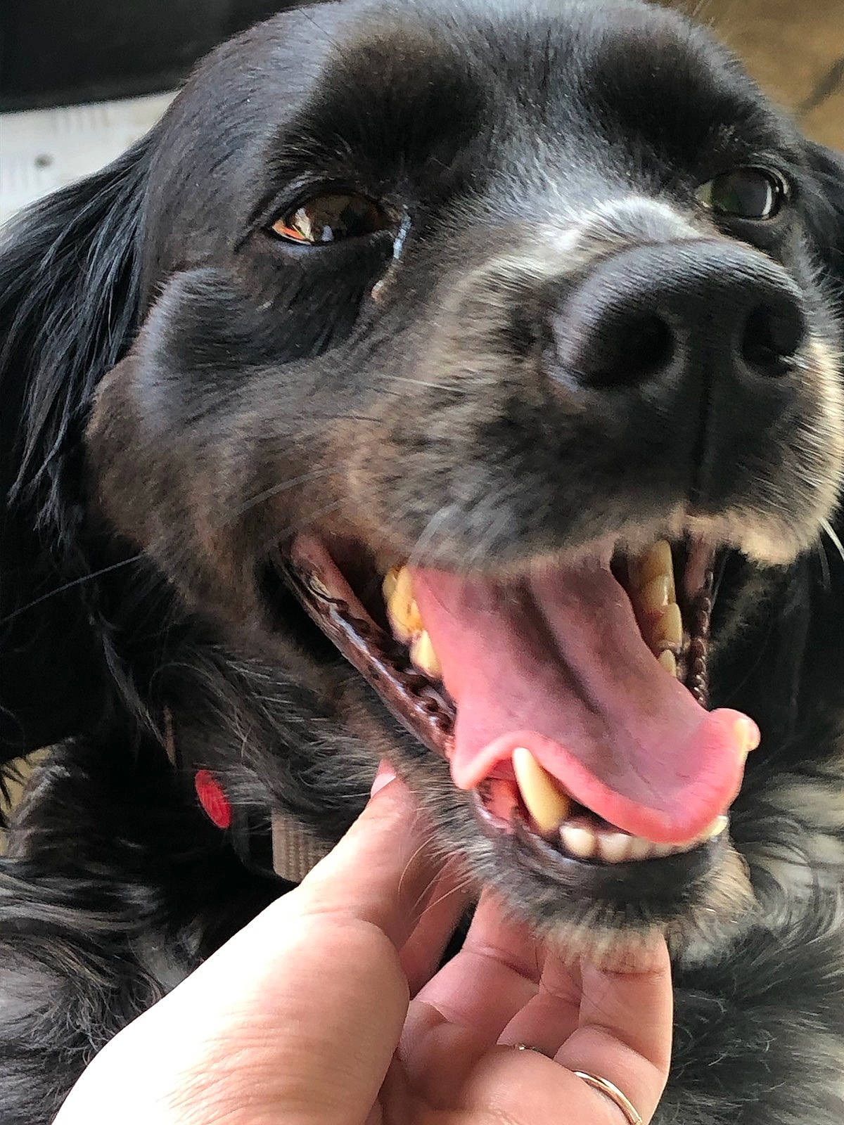 Nina a rejoint le concours — aidez-le/la à gagner de superbes lots ! borador, canidae, carnivore, collar, companion_dog, dog, dog_breed, dog_collar, fang, fur, gun_dog, hunting_dog, liver, nail, retriever, snout, sporting_group, whiskers, working_animal, working_dog