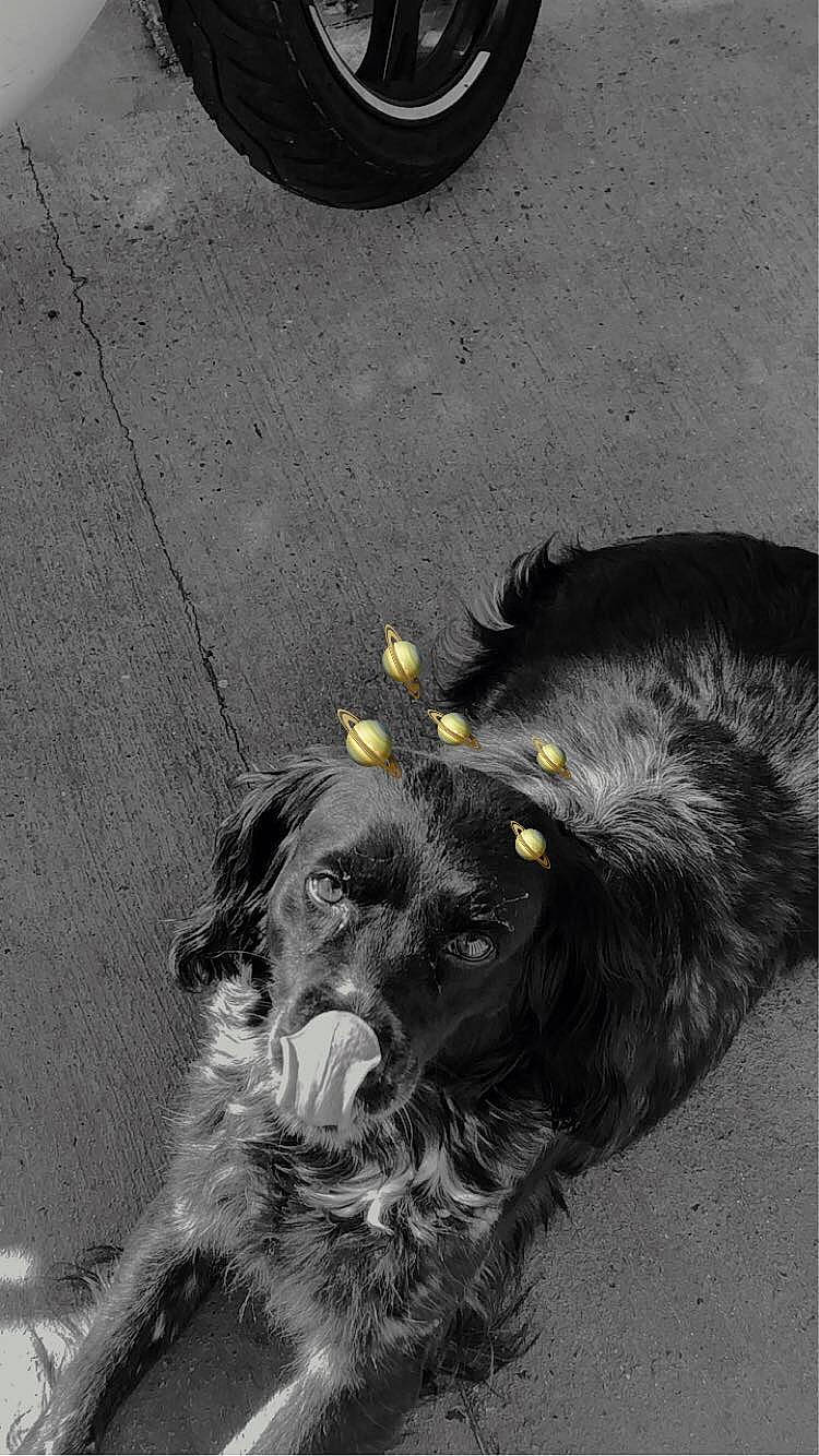 Nina a rejoint le concours — aidez-le/la à gagner de superbes lots ! asphalt, automotive_tire, carnivore, companion_dog, dog, dog_breed, dog_collar, hubcap, road_surface, snout, spaniel, synthetic_rubber, tar, terrestrial_animal, tire, tire_care, tread, wheel, whiskers, working_animal