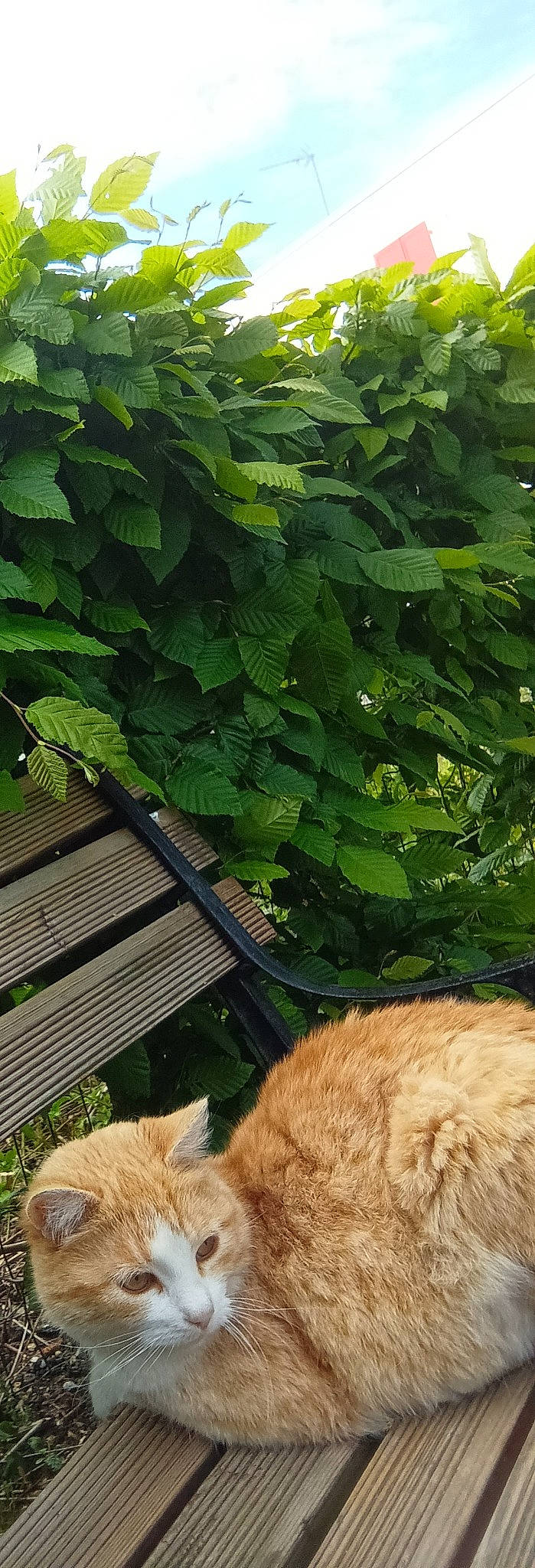 Canelle participe au concours pour gagner de l'argent avec cette photo : annual_plant, botany, carnivore, cat, domestic_short_haired_cat, fawn, felidae, flowering_plant, fur, grass, groundcover, herb, leaf, plant, small_to_medium_sized_cats, tail, terrestrial_animal, tree, whiskers, wood