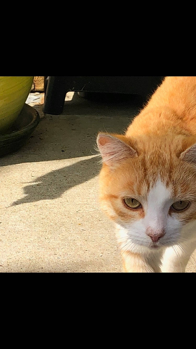 Canelle a rejoint le concours — aidez-le/la à gagner de superbes lots ! asphalt, automotive_tire, carnivore, cat, domestic_short_haired_cat, fawn, felidae, fender, fur, grass, paw, road_surface, small_to_medium_sized_cats, snout, tail, terrestrial_animal, tints_and_shades, whiskers, window, wood