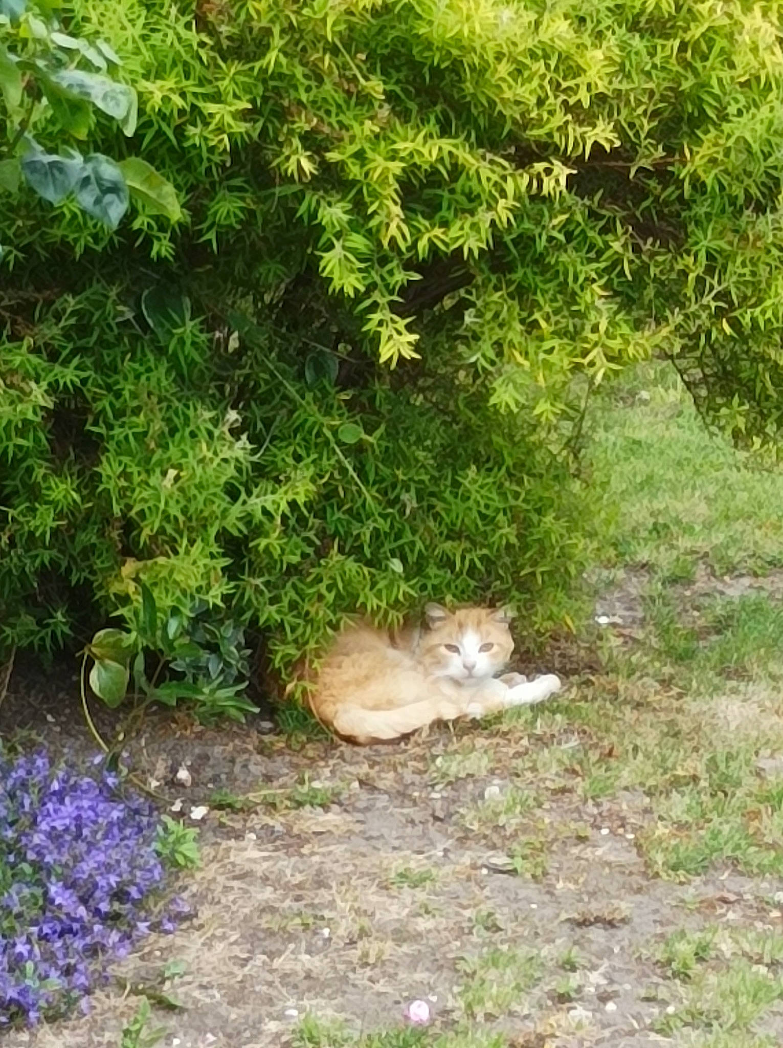 Canelle participe au concours pour gagner de l'argent avec cette photo : carnivore, cat, domestic_short_haired_cat, fawn, felidae, flower, grass, grass_family, groundcover, herbaceous_plant, landscape, lawn, natural_landscape, plant, plant_community, shrub, small_to_medium_sized_cats, tail, tree, whiskers