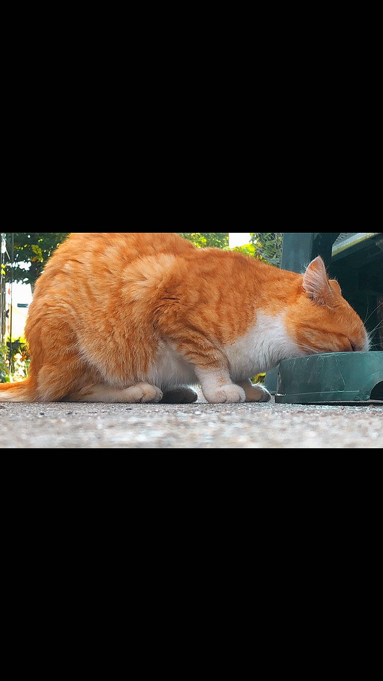 Canelle a rejoint le concours — aidez-le/la à gagner de superbes lots ! carnivore, cat, comfort, domestic_short_haired_cat, fawn, felidae, fur, grass, mammal, orange, organism, plant, small_to_medium_sized_cats, snout, tail, tints_and_shades, tree, vertebrate, whiskers, wood