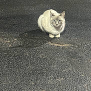 Shadow joined the competition — help win amazing prizes! alone, animal, asphalt, blue_eyes, calm, cat, curious, ears, fur, grey, mammal, night, outdoor, paws, pet, quiet, sitting, street, texture, whiskers