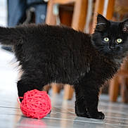Marley a rejoint le concours — aidez-le/la à gagner de superbes lots ! kitten, black_cat, ball_of_yarn, floor, indoor, curious, pet, feline, fur, playful, animal, young, cute, whiskers, tail, eyes, wooden_furniture, blurred_background, tile_floor, domestic