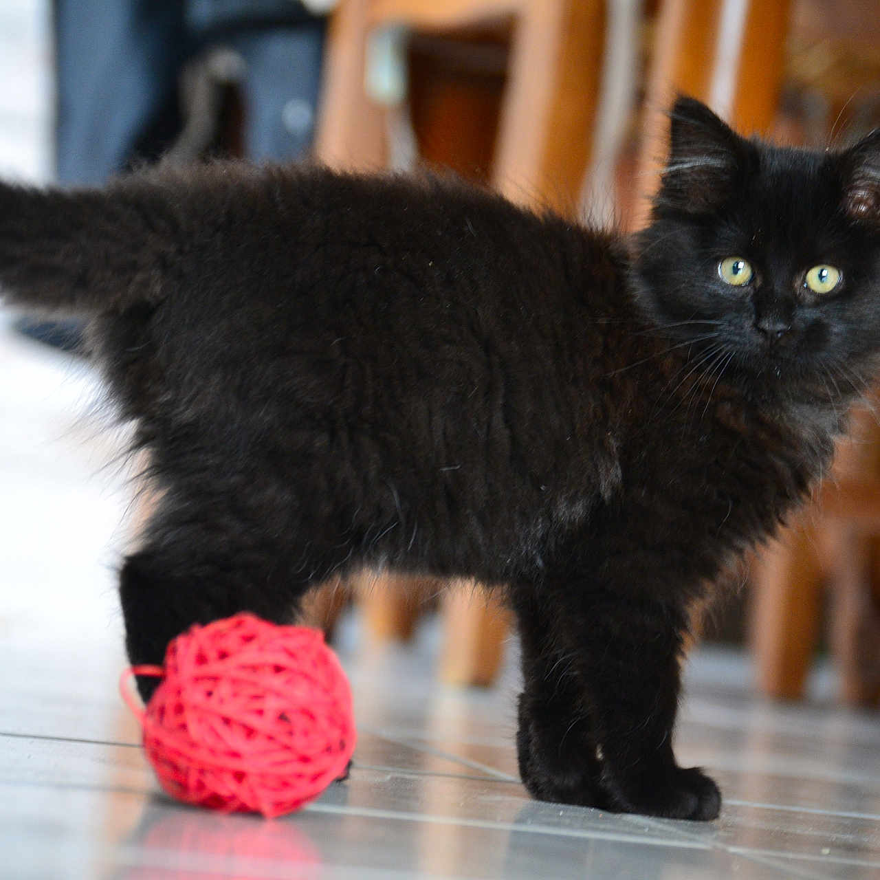 Marley a rejoint le concours — aidez-le/la à gagner de superbes lots ! animal, ball_of_yarn, black_cat, blurred_background, curious, cute, domestic, eyes, feline, floor, fur, indoor, kitten, pet, playful, tail, tile_floor, whiskers, wooden_furniture, young