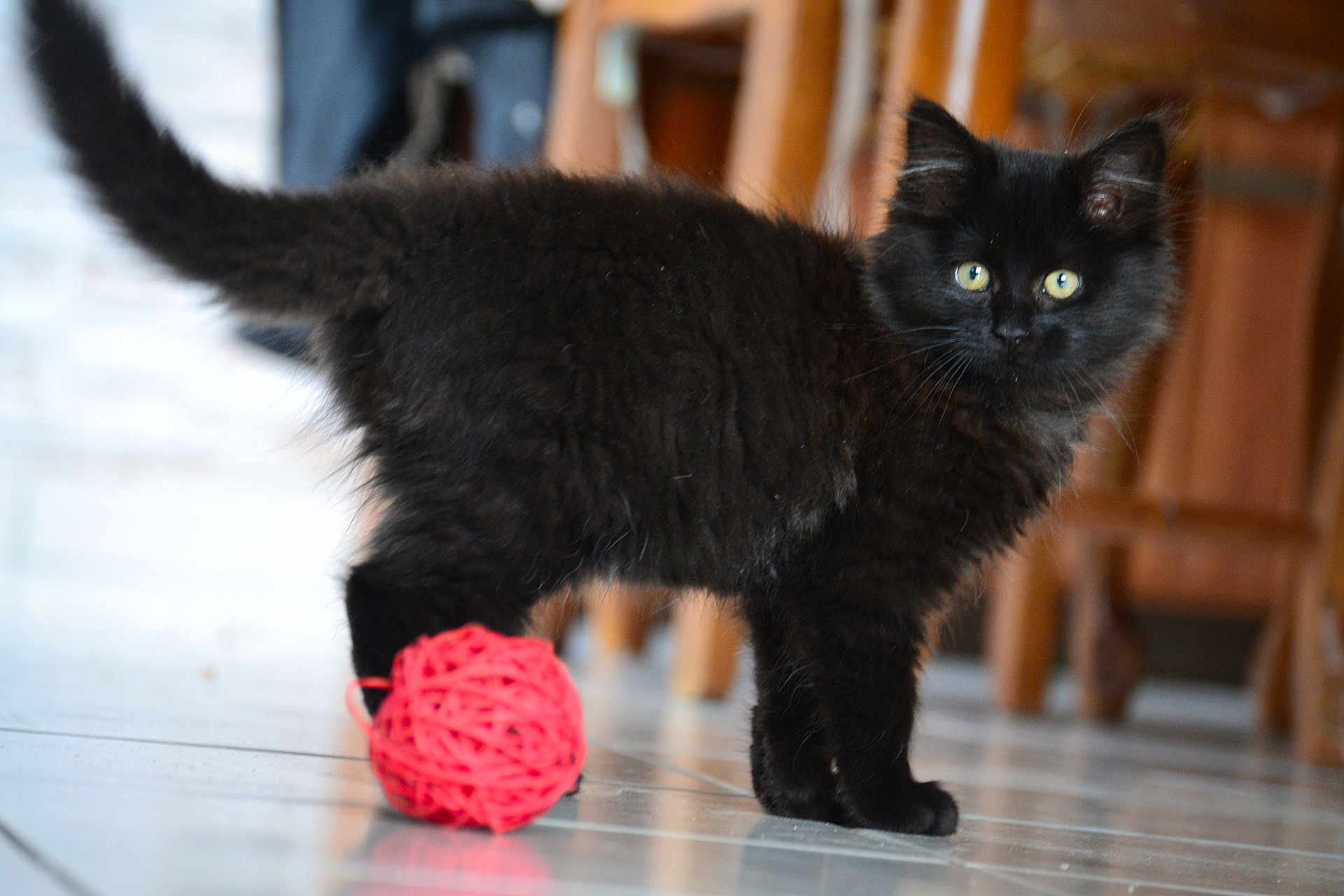 Marley a rejoint le concours — aidez-le/la à gagner de superbes lots ! kitten, black_cat, ball_of_yarn, floor, indoor, curious, pet, feline, fur, playful, animal, young, cute, whiskers, tail, eyes, wooden_furniture, blurred_background, tile_floor, domestic
