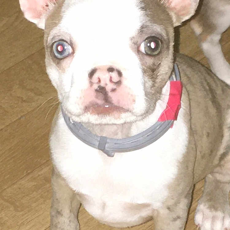 Lillie joined the competition — help win amazing prizes! animal, bostonbull, boxer, bulldog, canine, dog, frenchbulldog, pet, pitbull, puppy, whitedog