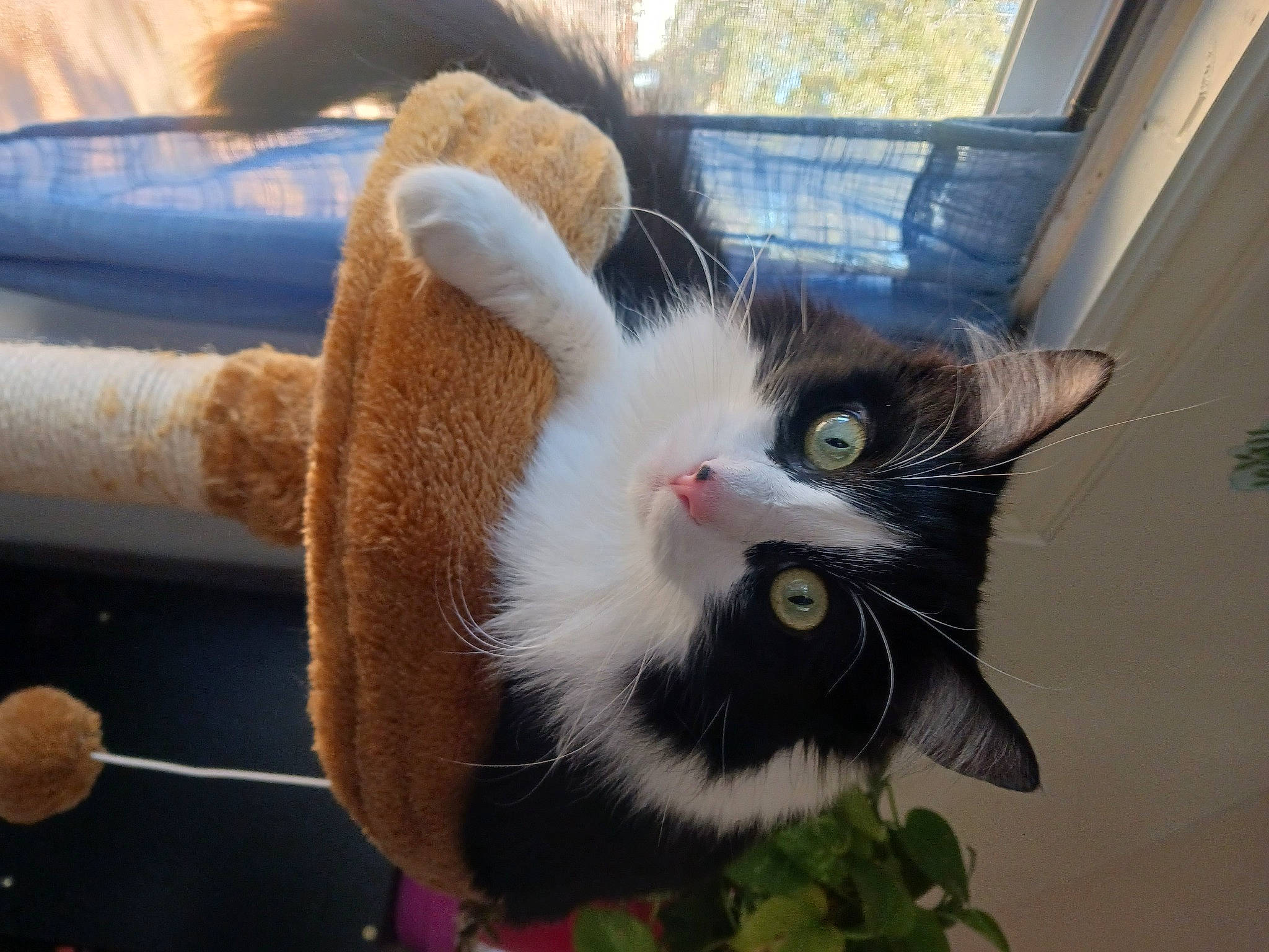 Oreo is registered to the contest to win money with this photo: cardboard, carnivore, cat, claw, collar, domestic_short_haired_cat, felidae, flowerpot, fur, paw, plant, small_to_medium_sized_cats, snout, tail, whiskers, window
