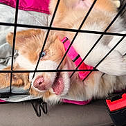 Rory is registered to the contest to win money with this photo: dog, puppy, crate, cage, pink_collar, blue_eye, fur, nose, mouth, paw, metal_bars, seatbelt_buckle, car_seat, blanket, closeup, teeth, cheek, whiskers, playful, pet_travel