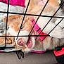 dog, puppy, crate, cage, pink_collar, blue_eye, fur, nose, mouth, paw, metal_bars, seatbelt_buckle, car_seat, blanket, closeup, teeth, cheek, whiskers, playful, pet_travel