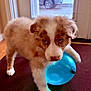 dog, puppy, balloon, blue_balloon, indoor, doorway, window, car_outside, fur, brown_and_white, blue_eyes, playful, pet, hardwood_floor, mat, nose, paw, closeup, portrait, looking_up