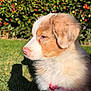 Rory is registered to the contest to win money with this photo: puppy, dog, profile, fluffy_fur, white_fur, brown_fur, pink_nose, collar, grass, garden, hedge, red_berries, sunlight, shadow, bokeh, close_up, pet, outdoor, portrait, cute