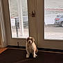 Rory is registered to the contest to win money with this photo: puppy, dog, pet, sitting, door, glass_door, blinds, mat, floor, fur, cute, portrait, indoor, looking_at_camera, brown_and_white, window, car_outside, entryway, home, adorable