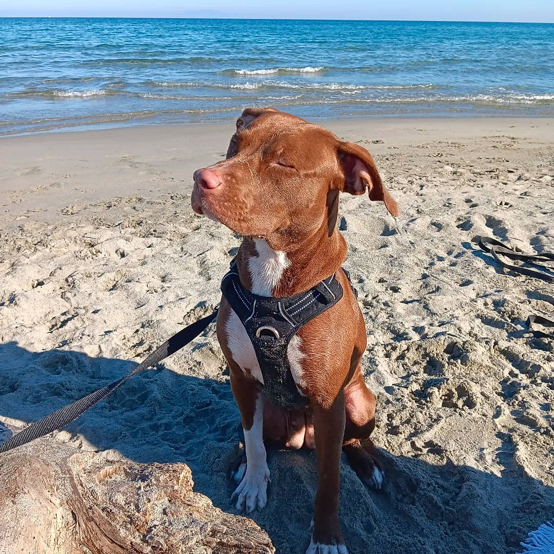 Athéna participe au concours pour gagner de l'argent avec cette photo : beach, braque_francais, canidae, carnivore, collar, companion_dog, dog, dog_breed, dog_collar, dog_supply, fawn, liver, ocean, pet_supply, sky, snout, sporting_group, tail, water, working_animal