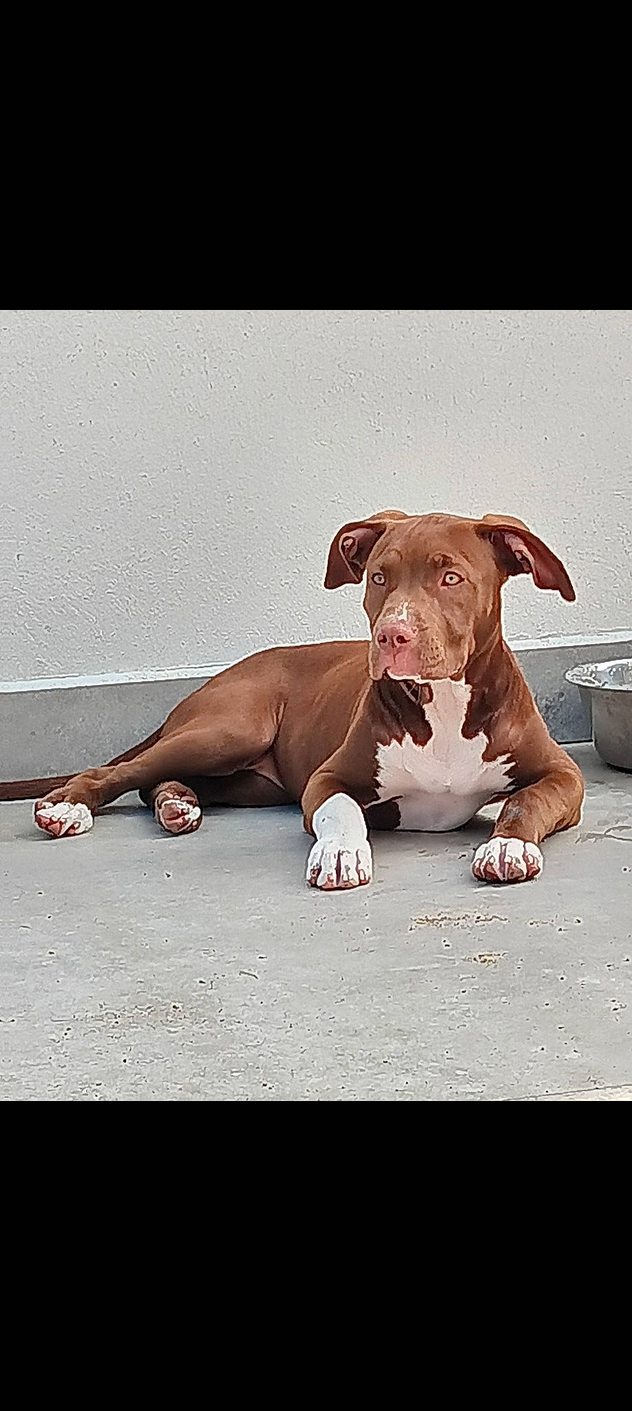 Athéna a rejoint le concours — aidez-le/la à gagner de superbes lots ! art, canidae, carnivore, companion_dog, dog, dog_breed, dog_supply, fawn, liver, non_sporting_group, pet_supply, sitting, sporting_group, terrestrial_animal, wood, working_animal