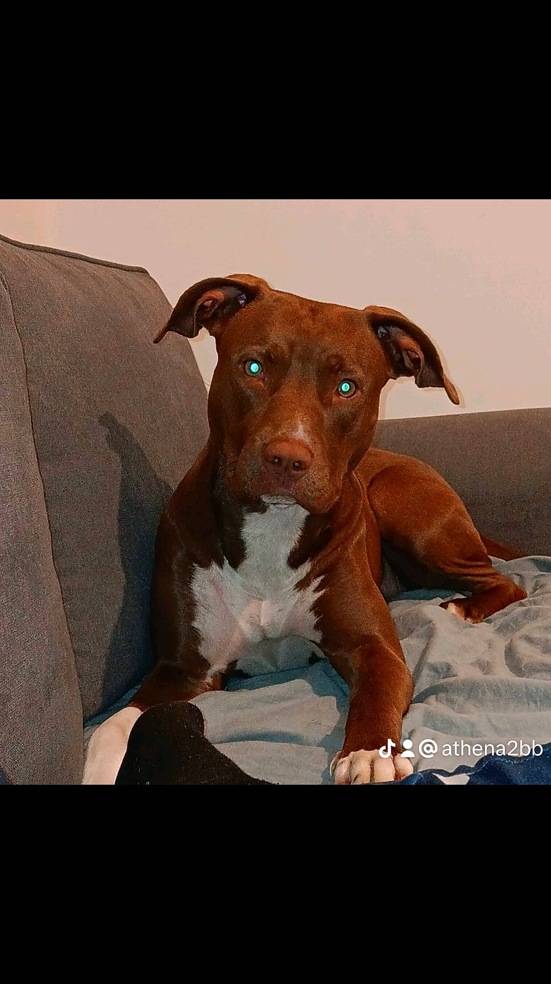 Athéna a rejoint le concours — aidez-le/la à gagner de superbes lots ! brown, canidae, carnivore, comfort, companion_dog, dog, dog_breed, dog_supply, ear, fawn, hunting_dog, liver, non_sporting_group, pet_supply, rectangle, sporting_group, terrestrial_animal, wood, working_animal, working_dog