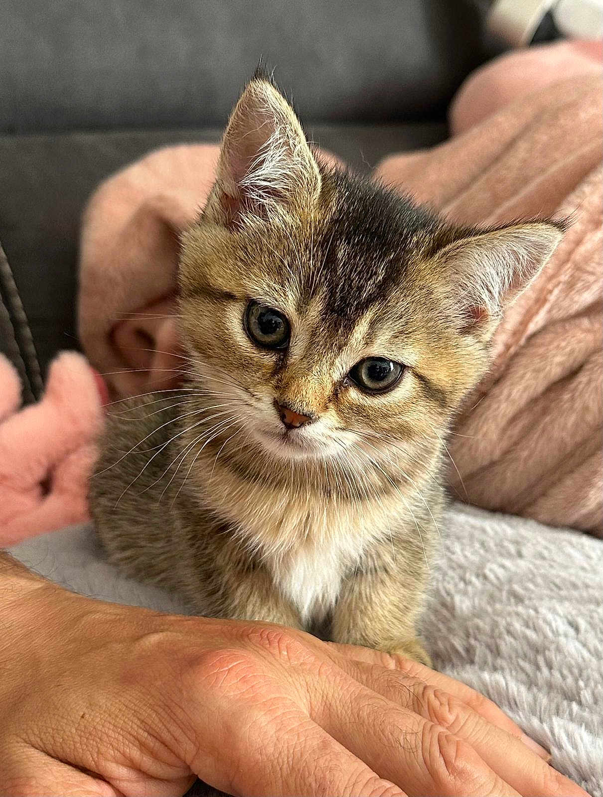 Harmony a rejoint le concours — aidez-le/la à gagner de superbes lots ! kitten, cat, pet, animal, cute, feline, fur, whiskers, eyes, hand, blanket, soft, cozy, indoor, closeup, young, mammal, domestic, resting, curious