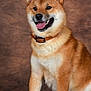 dog, shiba_inu, brown_coat, collar, pet, animal, portrait, studio, smiling, tongue_out, ears_up, fur, sitting, cute, domestic_animal, canine, friendly, alert, indoor, background