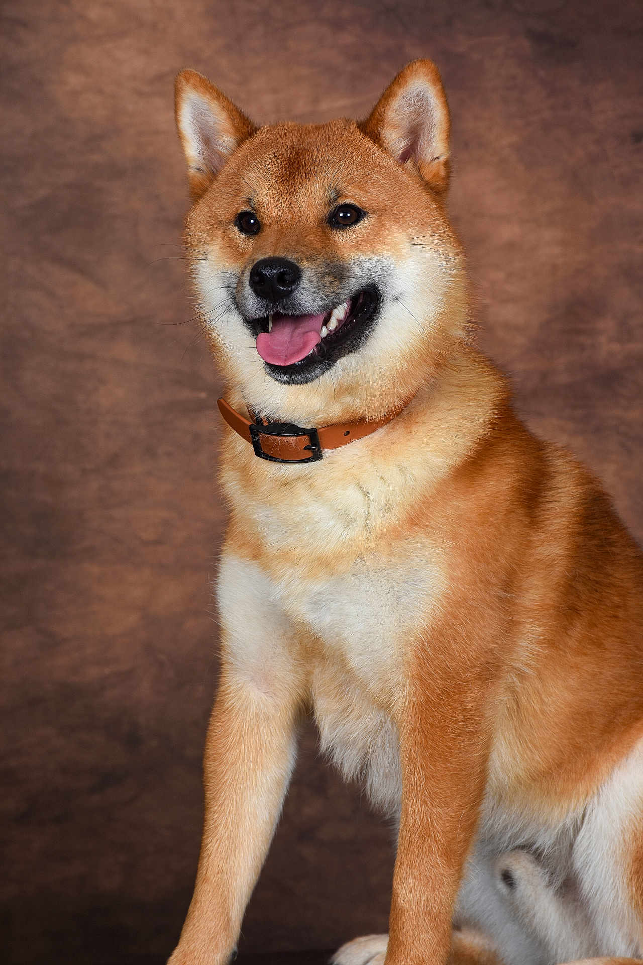 Vaïko a rejoint le concours — aidez-le/la à gagner de superbes lots ! dog, shiba_inu, brown_coat, collar, pet, animal, portrait, studio, smiling, tongue_out, ears_up, fur, sitting, cute, domestic_animal, canine, friendly, alert, indoor, background