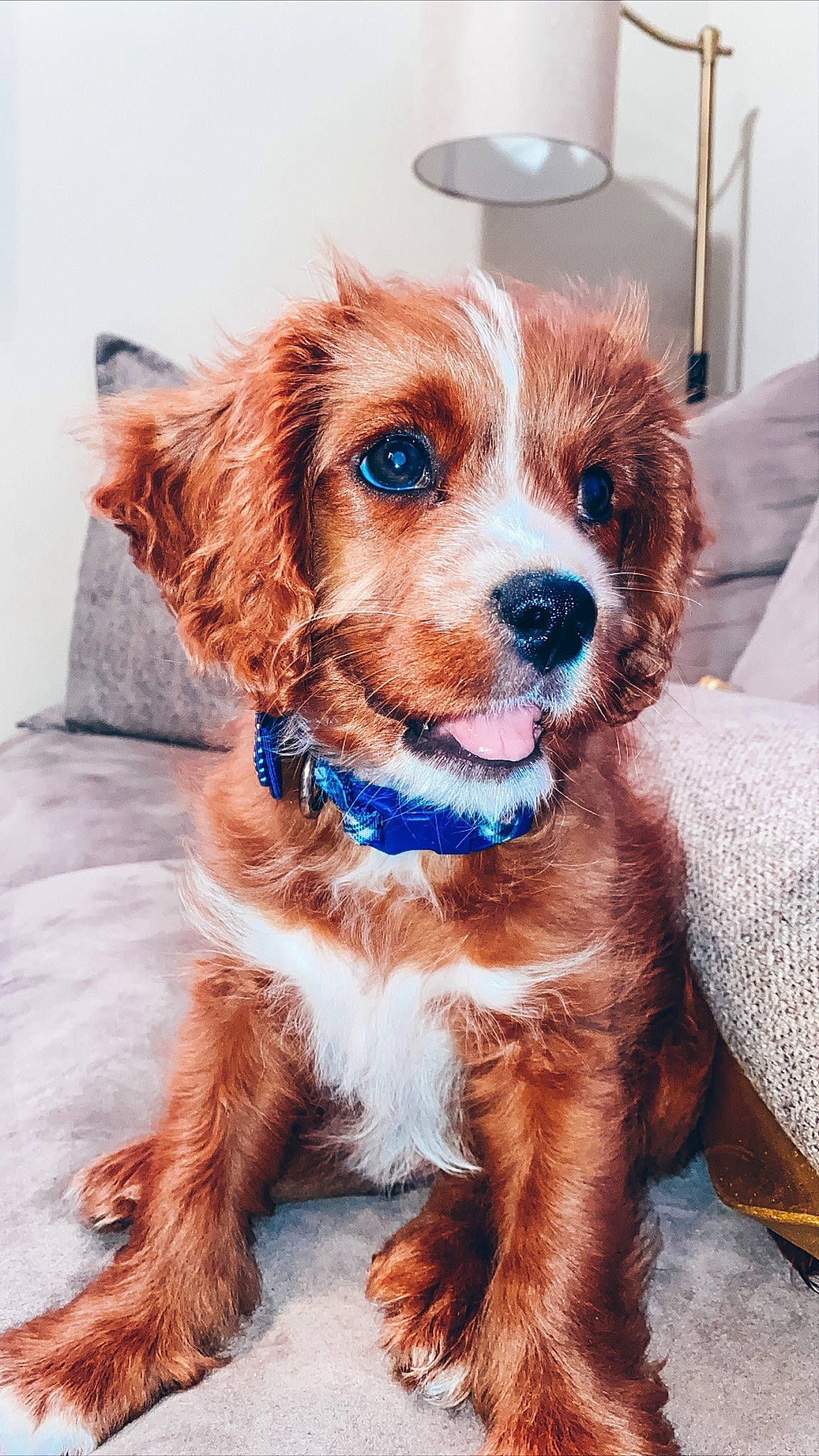 Otis joined the competition — help win amazing prizes! canidae, carnivore, cavalier_king_charles_spaniel, cavapoo, cocker_spaniel, companion_dog, dog, dog_breed, english_cocker_spaniel, fawn, fur, king_charles_spaniel, mammal, puppy, rare_breed_dog, snout, spaniel, sporting_group, toy_dog, vertebrate