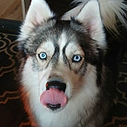Gemini is registered to the contest to win money with this photo: dog, husky, blue_eyes, tongue_out, fluffy, pet, animal, indoor, carpet, fur, cute, playful, closeup, face, ears, tail, domestic_animal, canine, looking_at_camera, nose