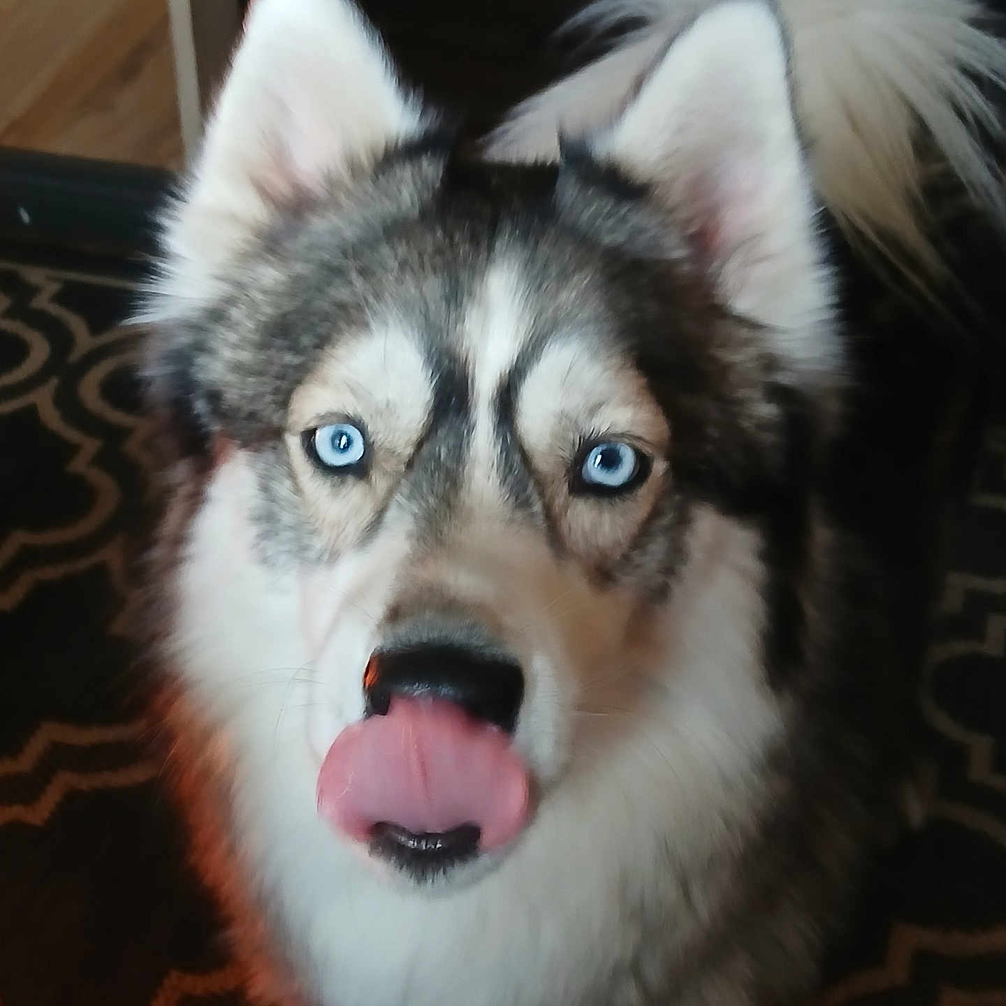 Gemini is registered to the contest to win money with this photo: dog, husky, blue_eyes, tongue_out, fluffy, pet, animal, indoor, carpet, fur, cute, playful, closeup, face, ears, tail, domestic_animal, canine, looking_at_camera, nose