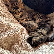 Aslo participe au concours pour gagner de l'argent avec cette photo : kitten, cat, sleeping, cozy, blanket, fur, tabby, pet, soft, resting, cute, animal, indoor, comfort, relaxation, paw, feline, warm, nap, texture