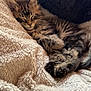 kitten, cat, sleeping, cozy, blanket, fur, tabby, pet, soft, resting, cute, animal, indoor, comfort, relaxation, paw, feline, warm, nap, texture