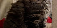 Aslo a rejoint le concours — aidez-le/la à gagner de superbes lots ! kitten, tabby, cat, feline, fluffy, pet, animal, cute, fur, whiskers, indoor, young, mammal, small, curious, soft, sitting, portrait, closeup, domestic