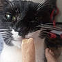 cat, black_and_white, close_up, whiskers, popsicle, food, curious, pet, indoor, face, nose, animal, feline, tongue, stick, background, foot, blurred, household, candid