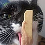 Bôme a rejoint le concours — aidez-le/la à gagner de superbes lots ! cat, black_and_white, licking, tongue, popsicle, close_up, whiskers, indoor, pet, animal, cute, food, treat, fur, green_eyes, playful, curious, stick, dessert, snack