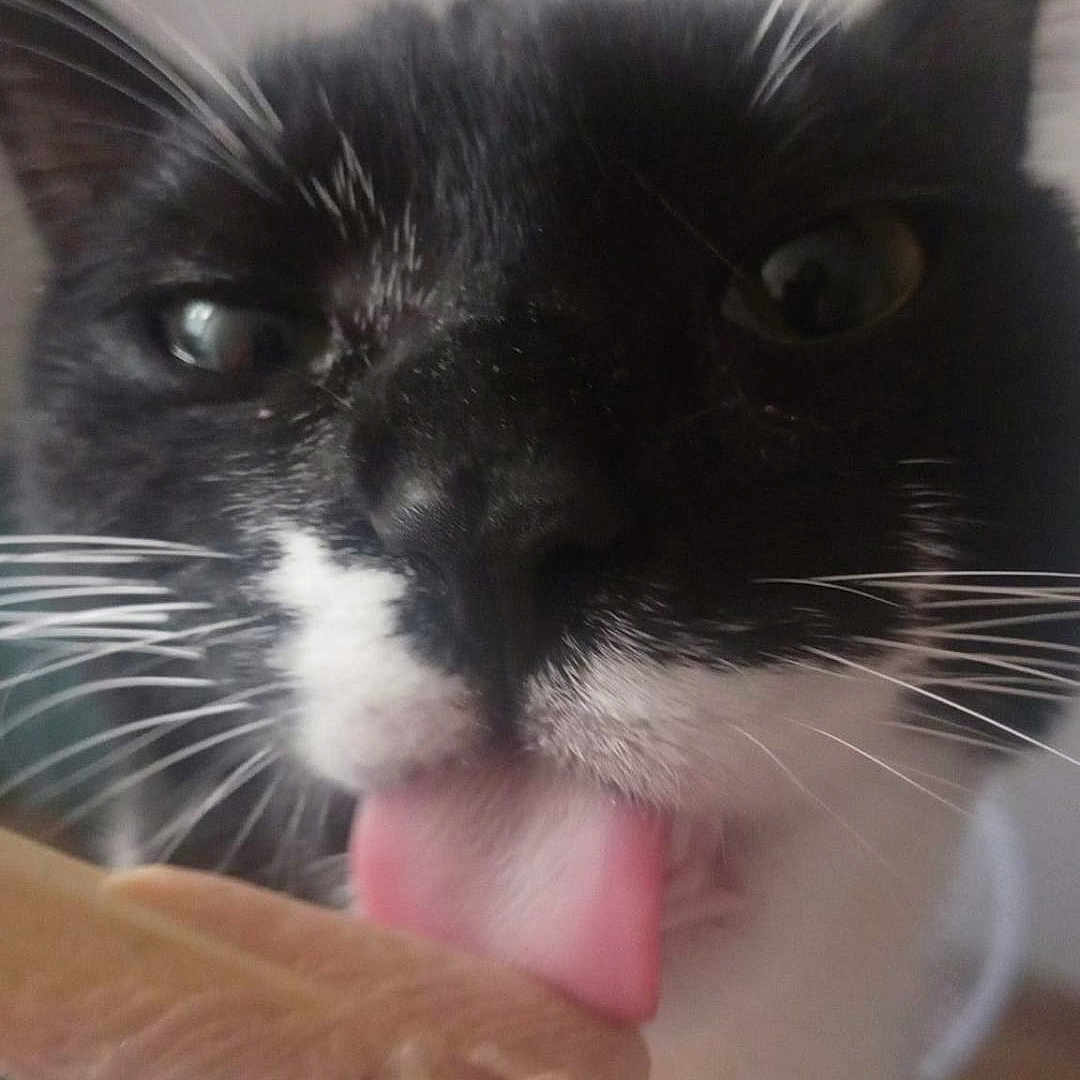 Bôme a rejoint le concours — aidez-le/la à gagner de superbes lots ! animal, black_and_white, cat, close_up, cute, dessert, feline, food, ice_cream, indoor, licking, pet, playful, snack, stick, sweet, tongue, tongue_out, treat, whiskers
