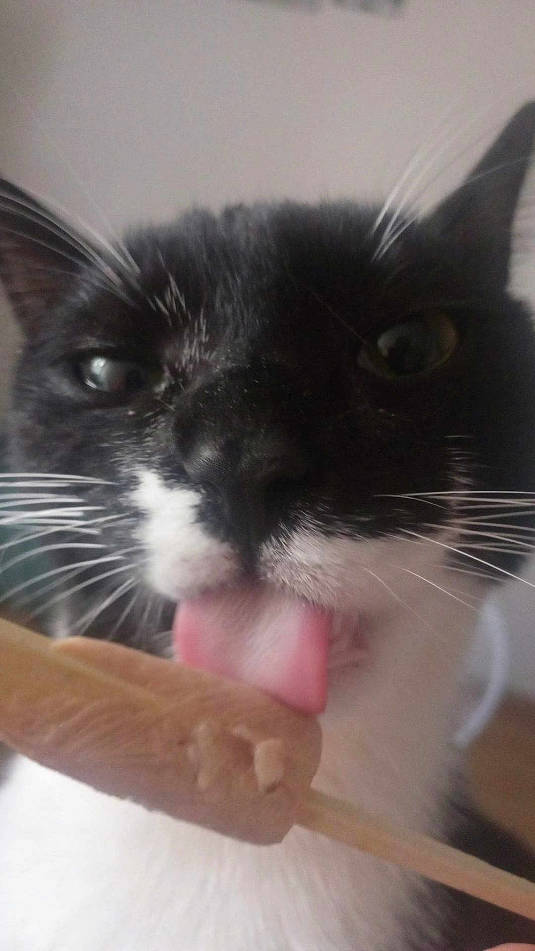 Bôme a rejoint le concours — aidez-le/la à gagner de superbes lots ! cat, black_and_white, close_up, licking, tongue, ice_cream, food, whiskers, pet, animal, indoor, snack, playful, cute, feline, treat, dessert, tongue_out, stick, sweet