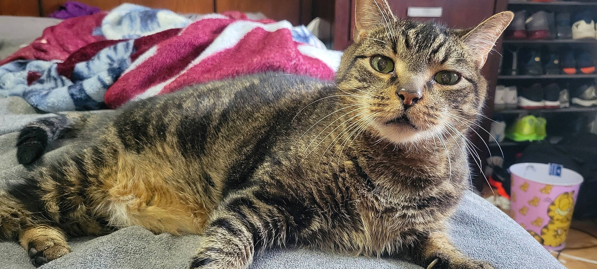 Higgins is registered to the contest to win money with this photo: carnivore, cat, domestic_short_haired_cat, felidae, fur, paw, small_to_medium_sized_cats, snout, terrestrial_animal, whiskers