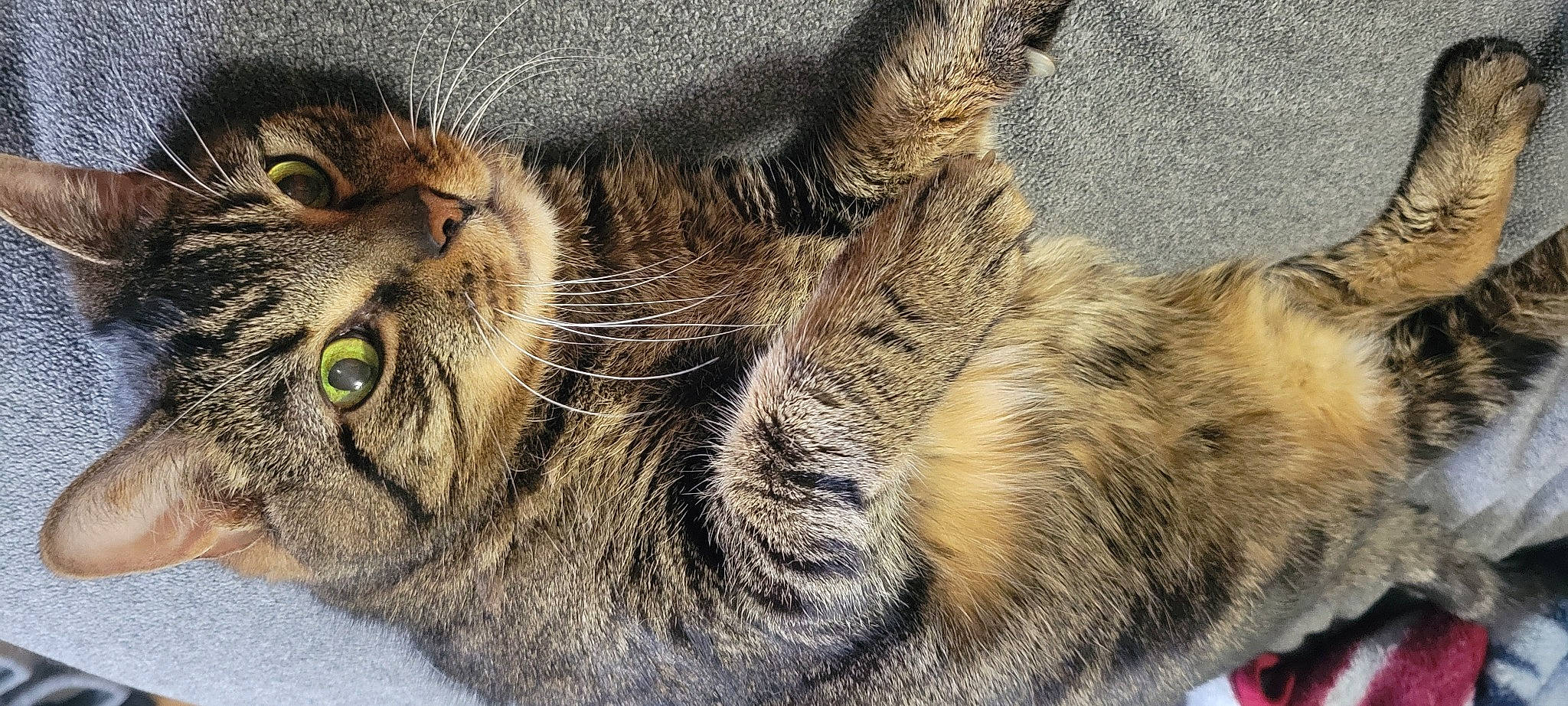 Higgins is registered to the contest to win money with this photo: carnivore, cat, claw, close_up, domestic_short_haired_cat, felidae, fur, paw, small_to_medium_sized_cats, snout, tail, terrestrial_animal, whiskers, wildlife