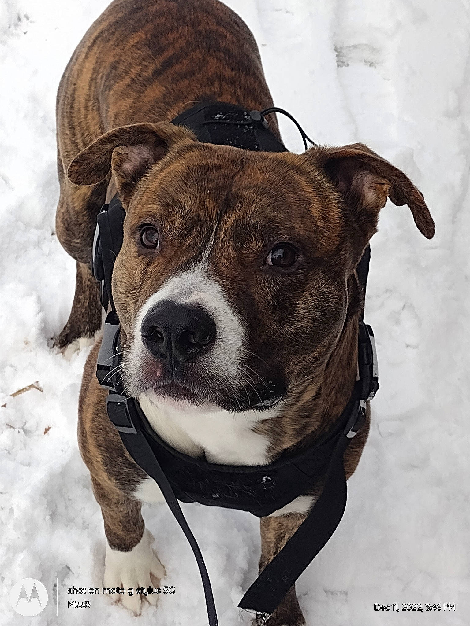 Rooney is registered to the contest to win money with this photo: ancient_dog_breeds, canidae, carnivore, collar, companion_dog, dog, dog_breed, dog_collar, fawn, fur, leash, liver, pet_supply, snout, snow, sporting_group, whiskers, winter, working_animal, working_dog