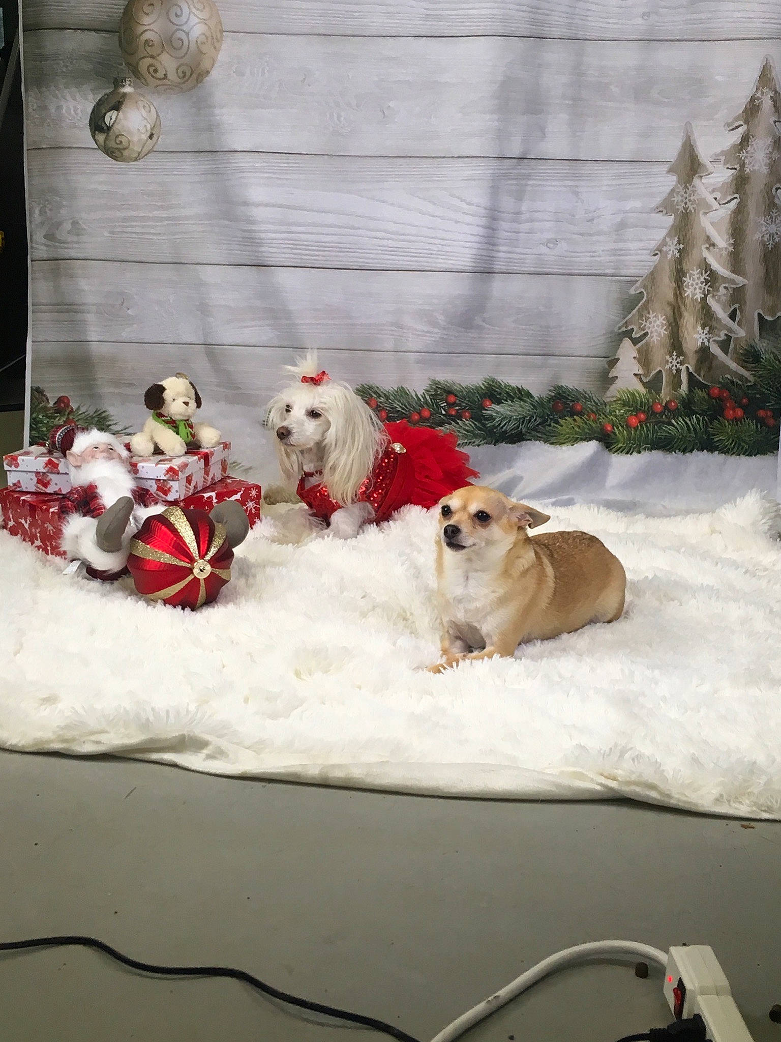 Lilas a rejoint le concours — aidez-le/la à gagner de superbes lots ! ancient_dog_breeds, canidae, carnivore, companion_dog, dog, dog_breed, dog_supply, event, fawn, freezing, fur, non_sporting_group, pet_supply, plant, santa_claus, snow, sporting_group, winter, working_animal, working_dog