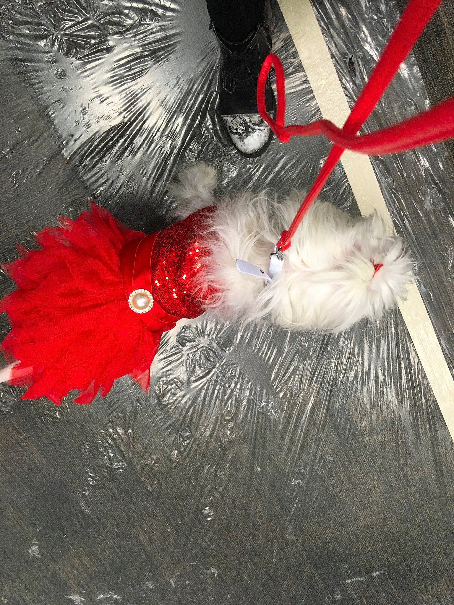 Lilas participe au concours pour gagner de l'argent avec cette photo : art, carmine, christmas_ornament, darkness, event, feather, felidae, fictional_character, font, fur, graphic_design, graphics, pattern, petal, plant, small_to_medium_sized_cats, snout, tail, whiskers, wing