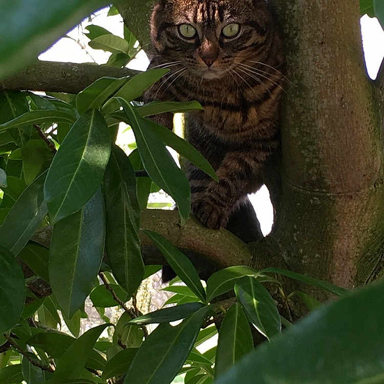 Tiga a rejoint le concours — aidez-le/la à gagner de superbes lots ! animal, branch, camouflage, cat, climbing, closeup, eyes, foliage, greenery, leaves, mammal, nature, outdoor, pet, shade, sunlight, tabby_cat, tree, whiskers, wildlife