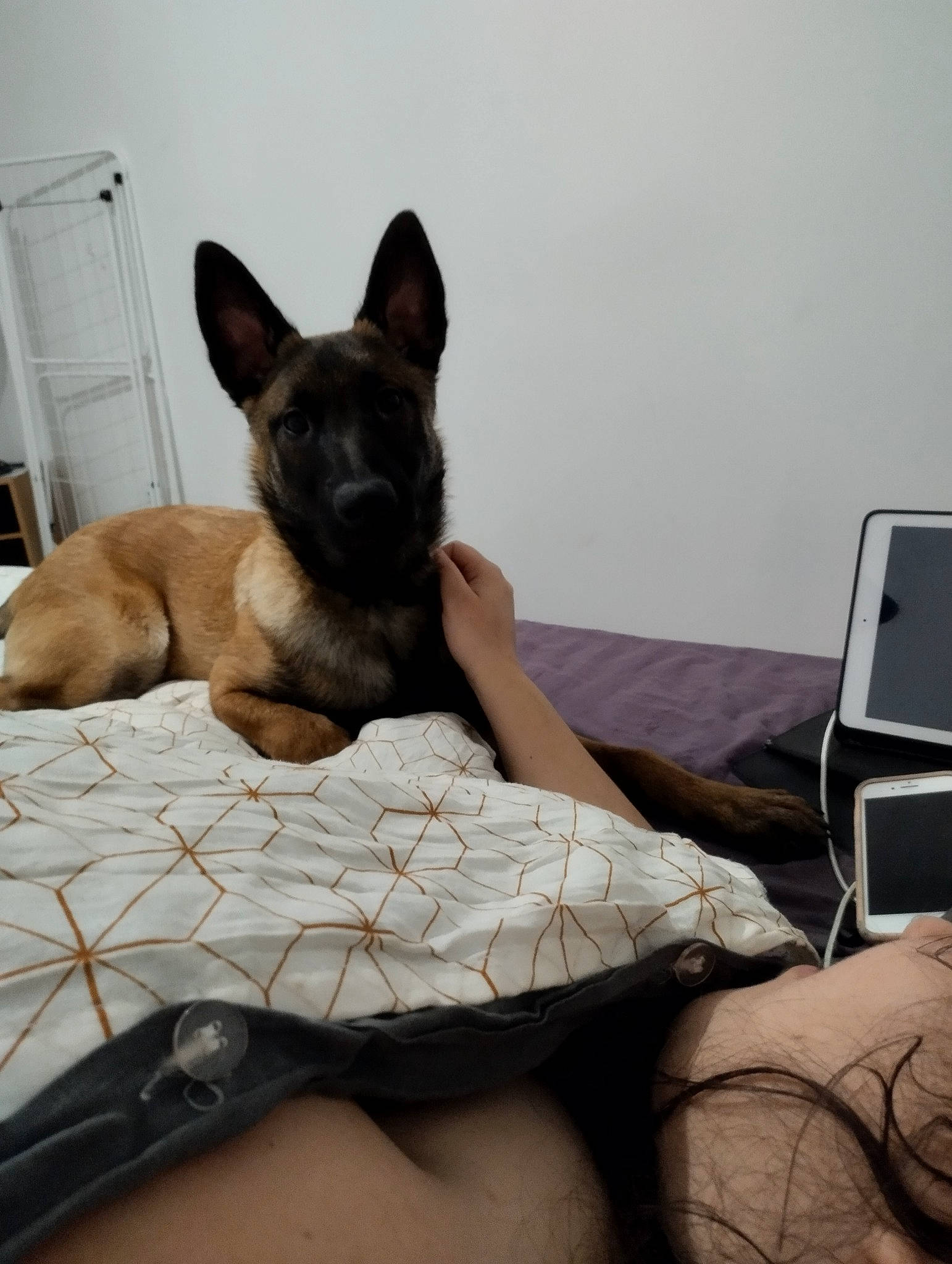 Tango participe au concours pour gagner de l'argent avec cette photo : bed, carnivore, comfort, companion_dog, couch, dog, dog_breed, dog_supply, fawn, felidae, flooring, fur, linens, pillow, sitting, snout, tail, toy_dog, whiskers, working_animal